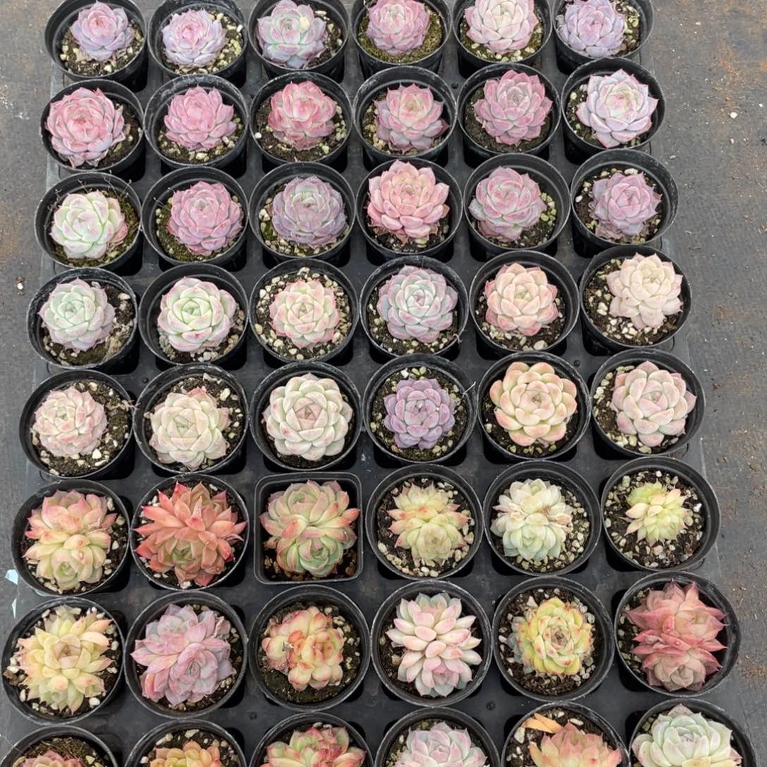 柒一物一拍48棵10-14