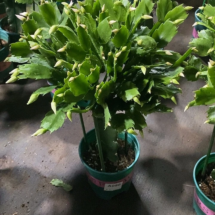090嫁接057粉色重瓣
