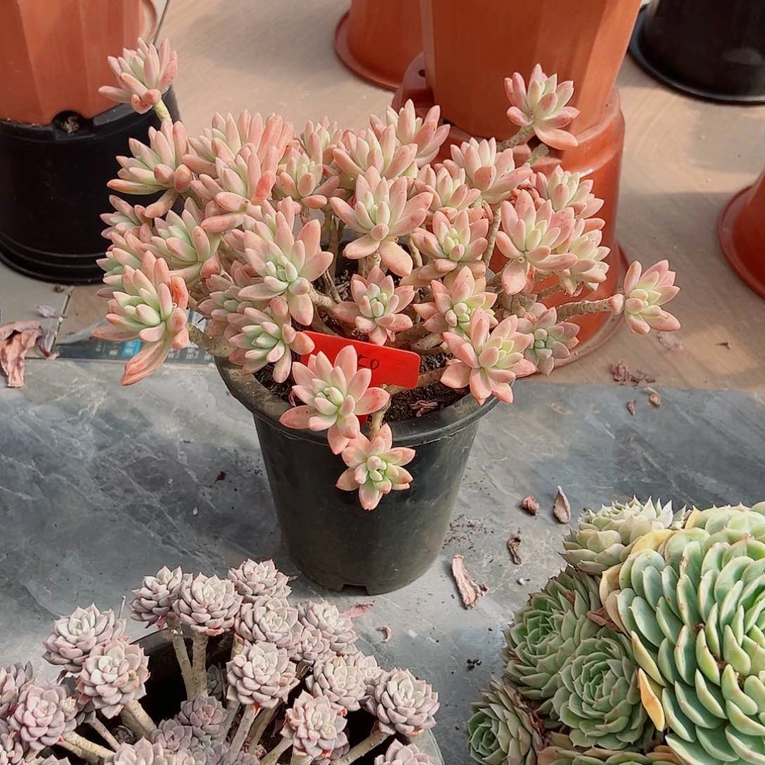 婷***记650秋丽多肉植物