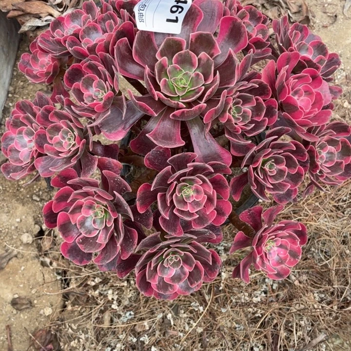 多肉植物爱神法师461