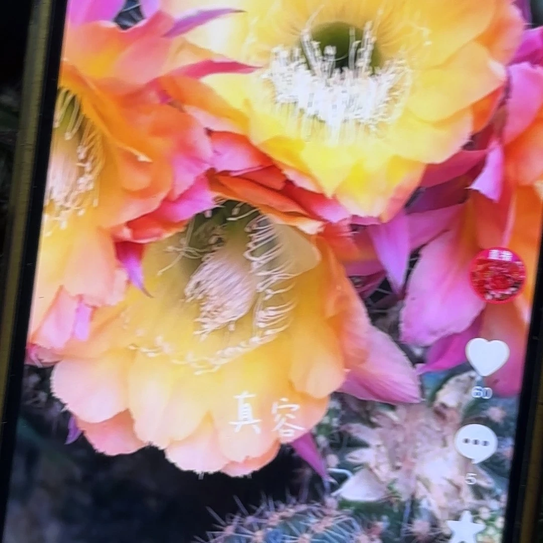 真容彩侧牙20包邮34