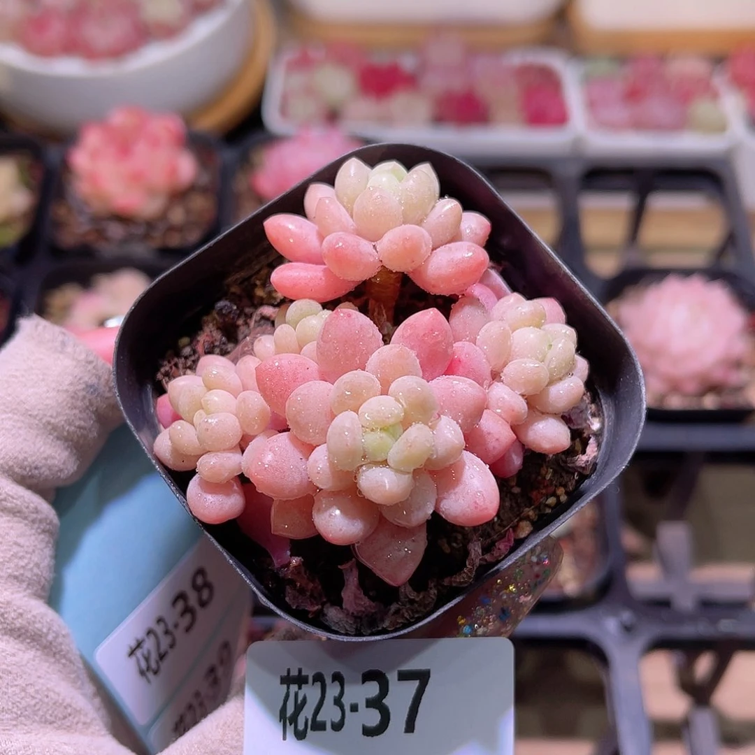 花利美23-37洛可可