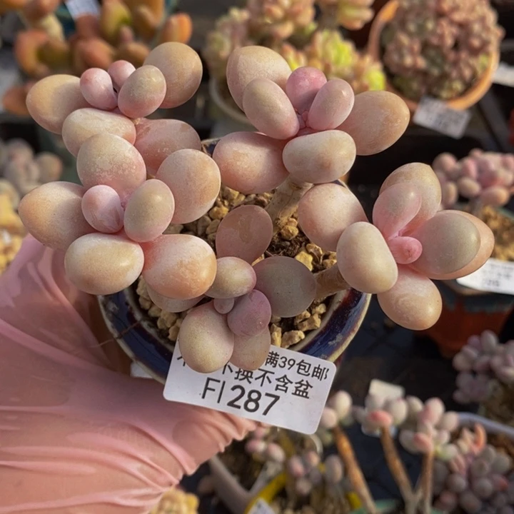 糖果桃蛋老桩7cm287多肉植物