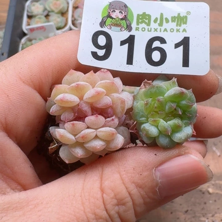 惠*A多肉植物多肉植物