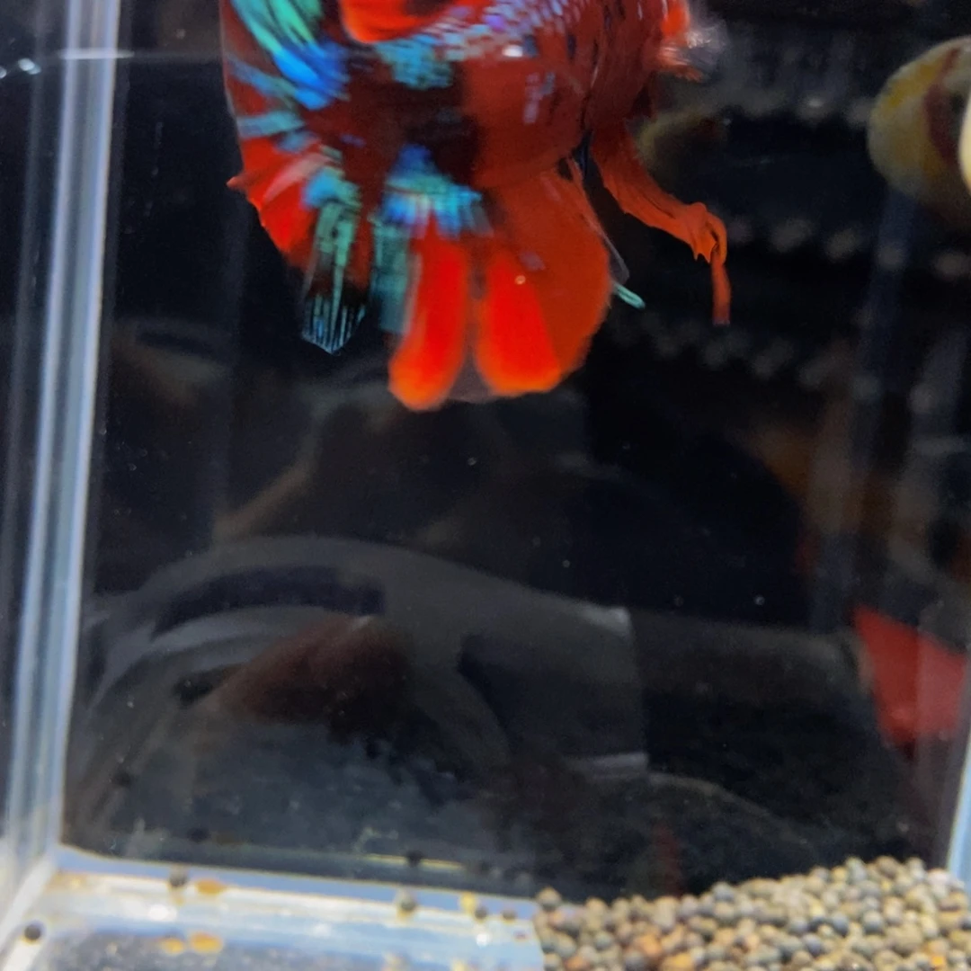 斗鱼183巨斗11111