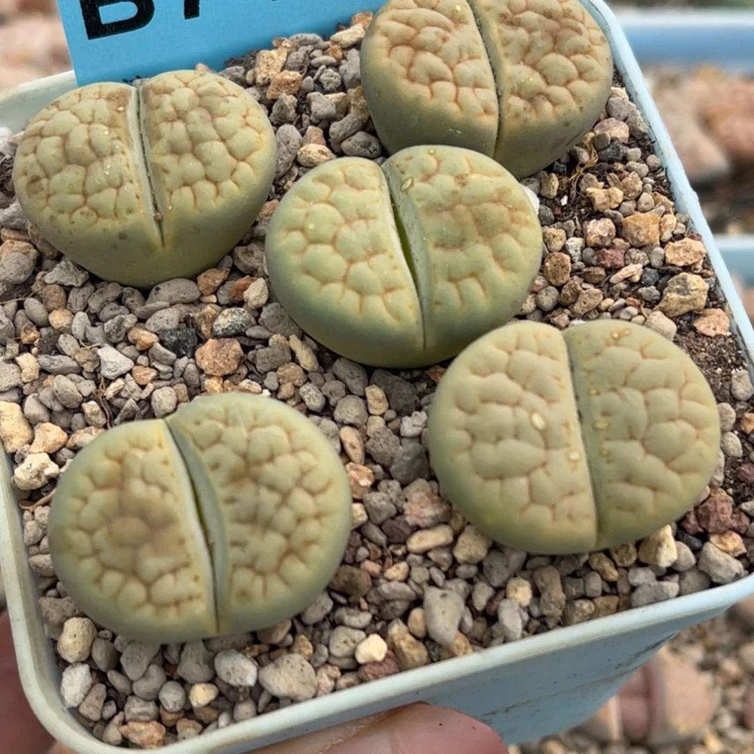 7412黄绿富贵五颗