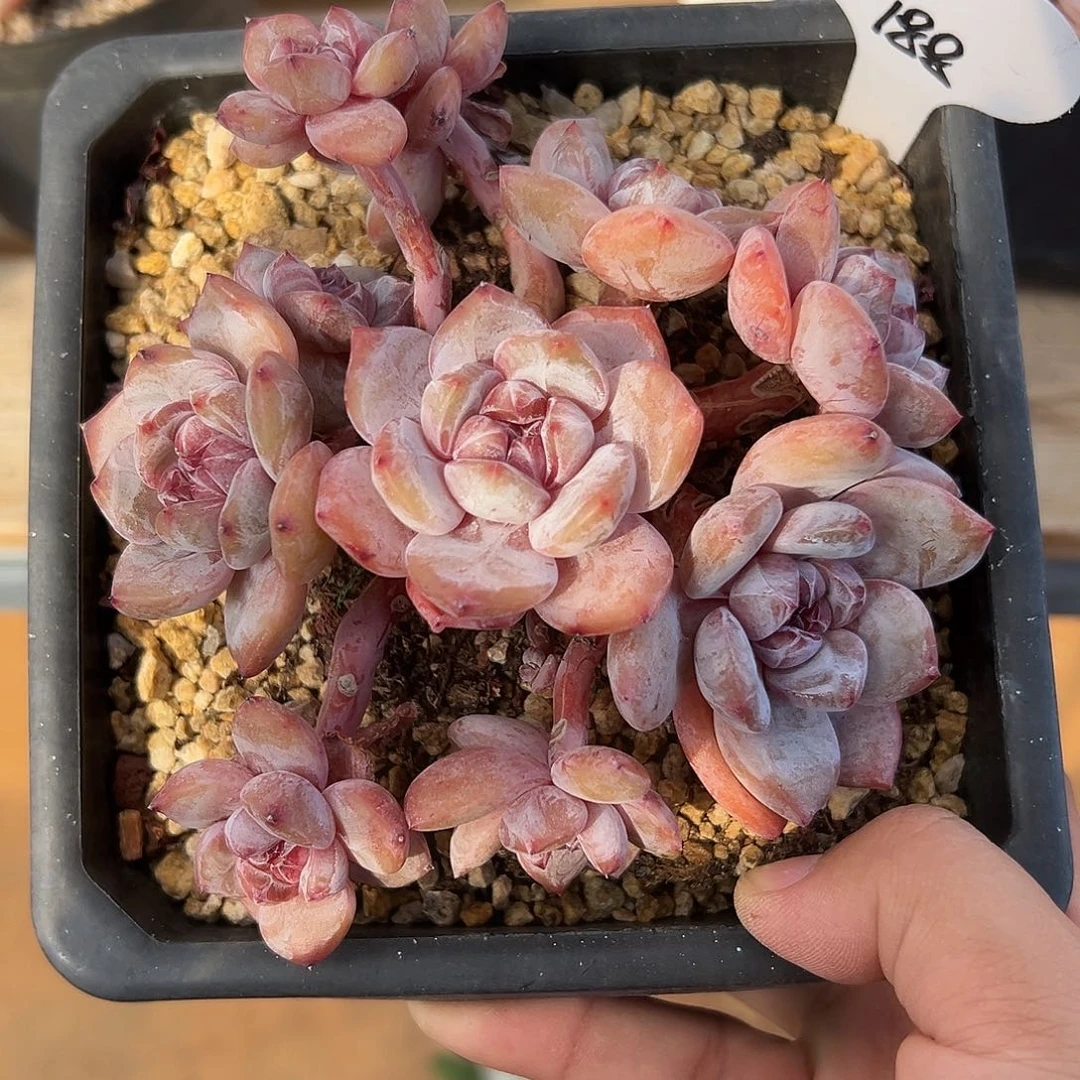 11头一头一桩哈哈哈