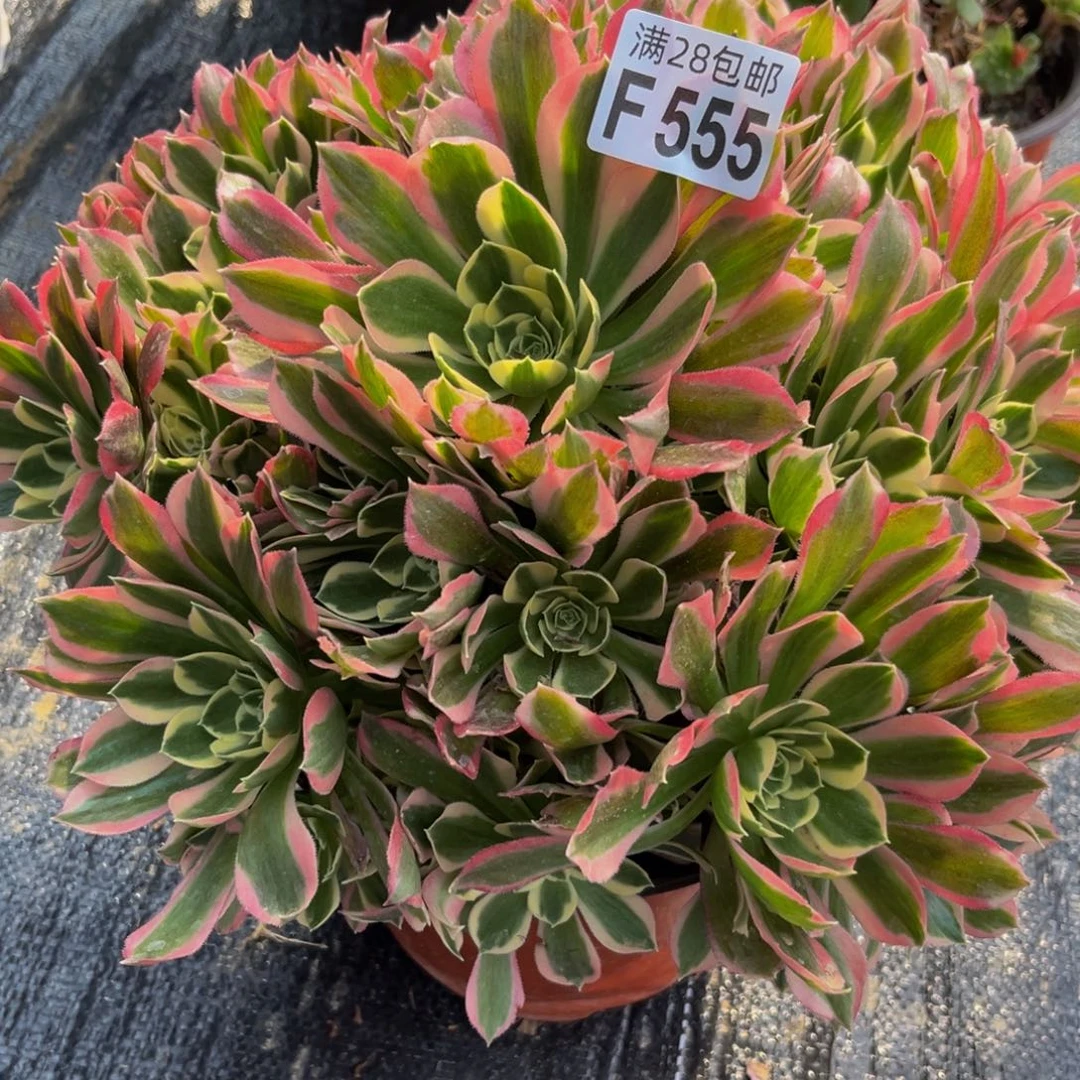 555多肉植物一物一拍