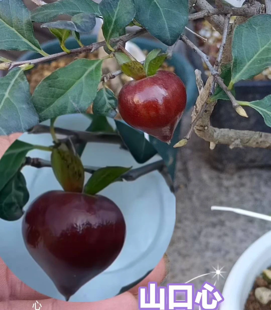 老鸦柿品种，直播间继续炸