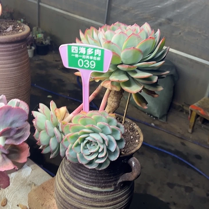 掂***橙路多肉植物提取039