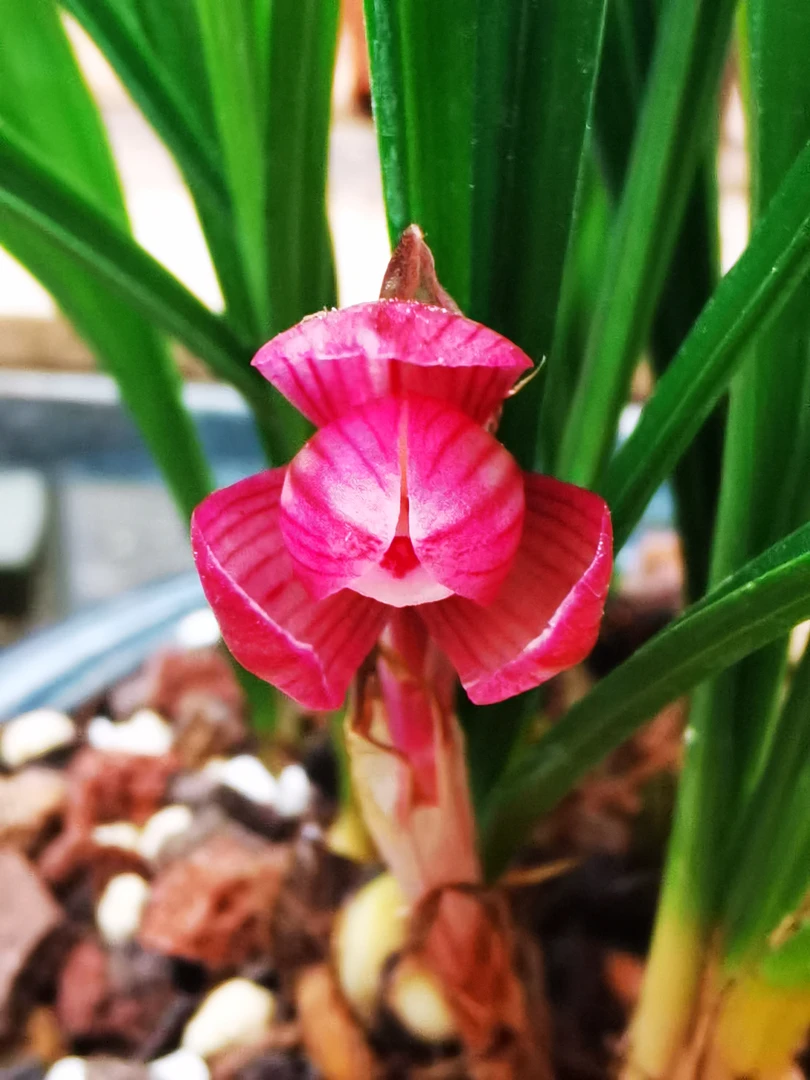 直播间兰花一物一拍