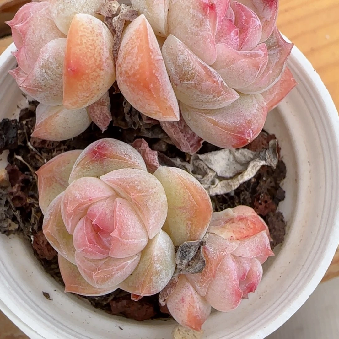 花语逸镜0204-329开播福利