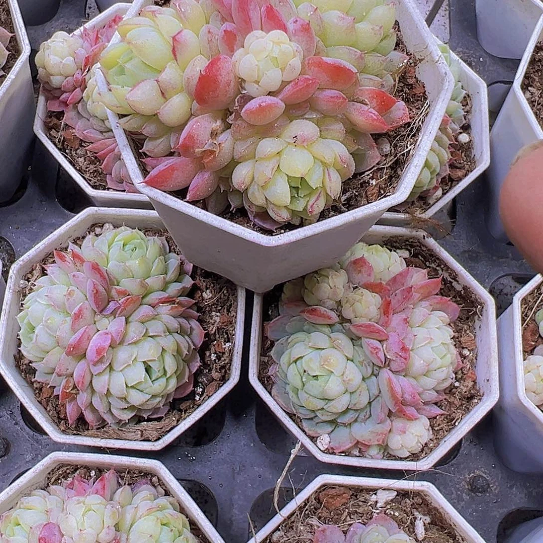 羊脂球带盆带土19包邮