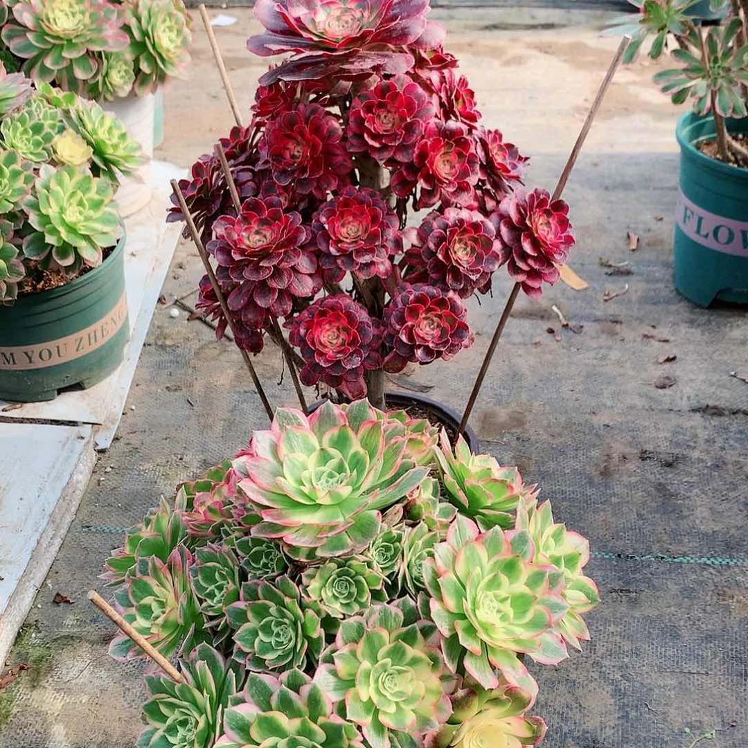 【闪购商品】王*京海鲜，香奈儿