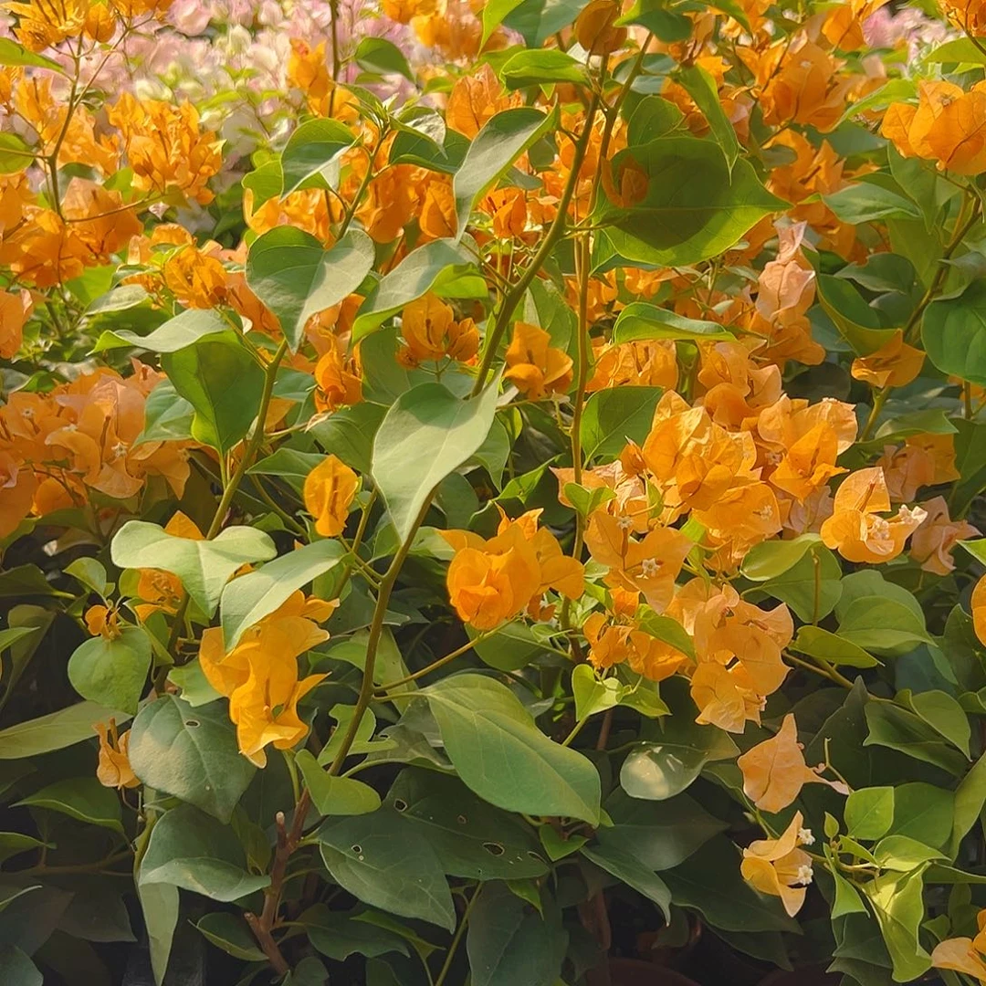 完全开放加州黄掌中宝一棵