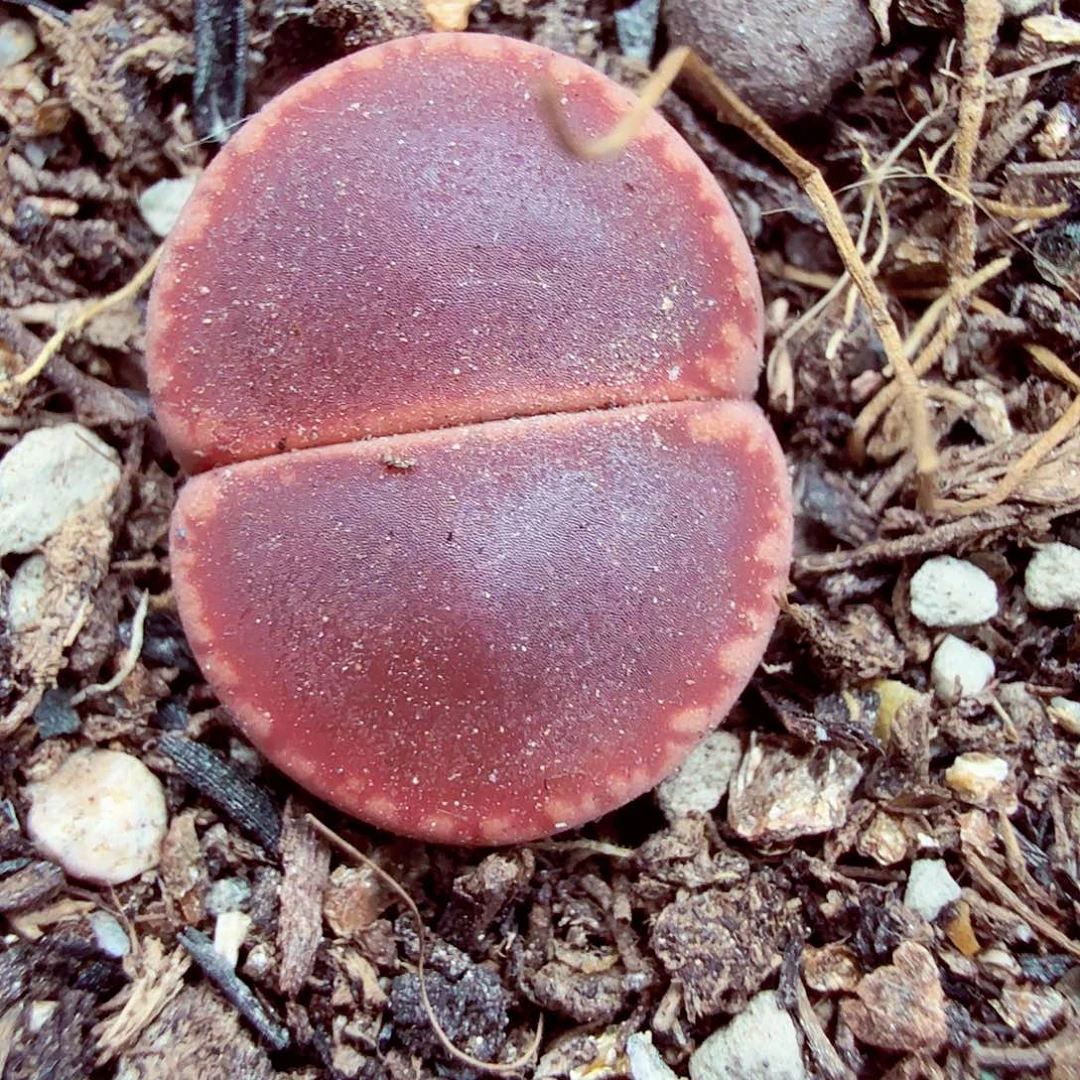 你是怎么对的呀怎么办的是120