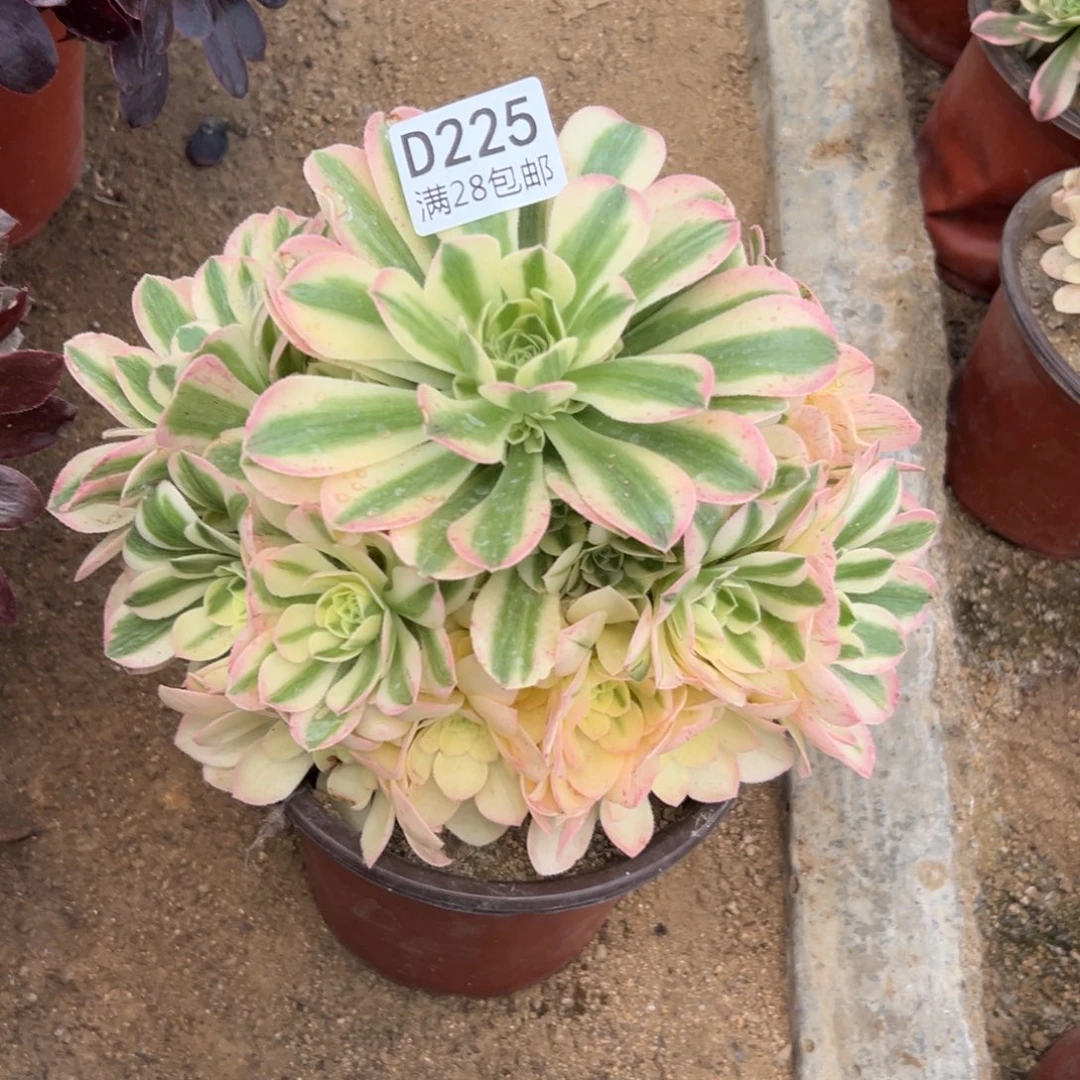 225多肉   辛尼亚