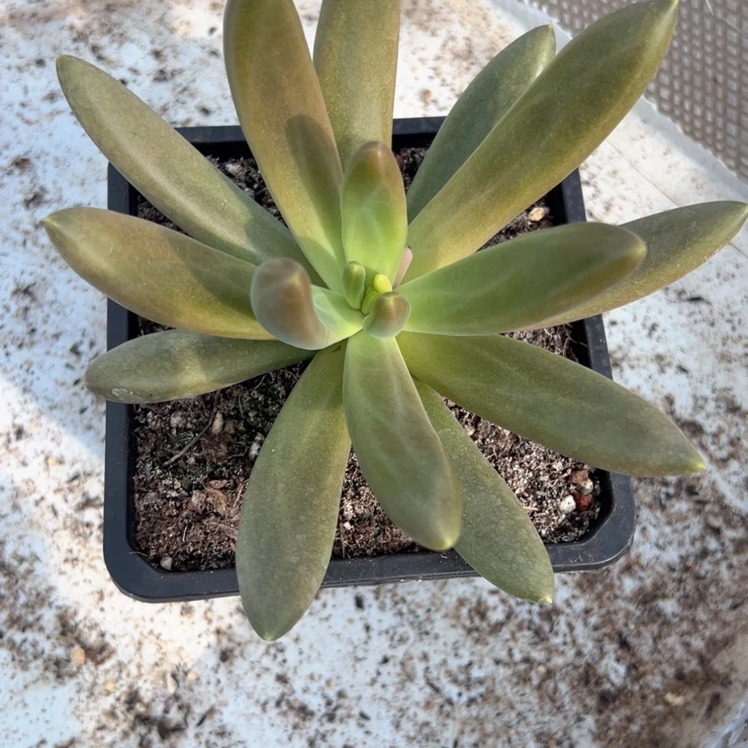 可***了朵唯菲多肉植物发货