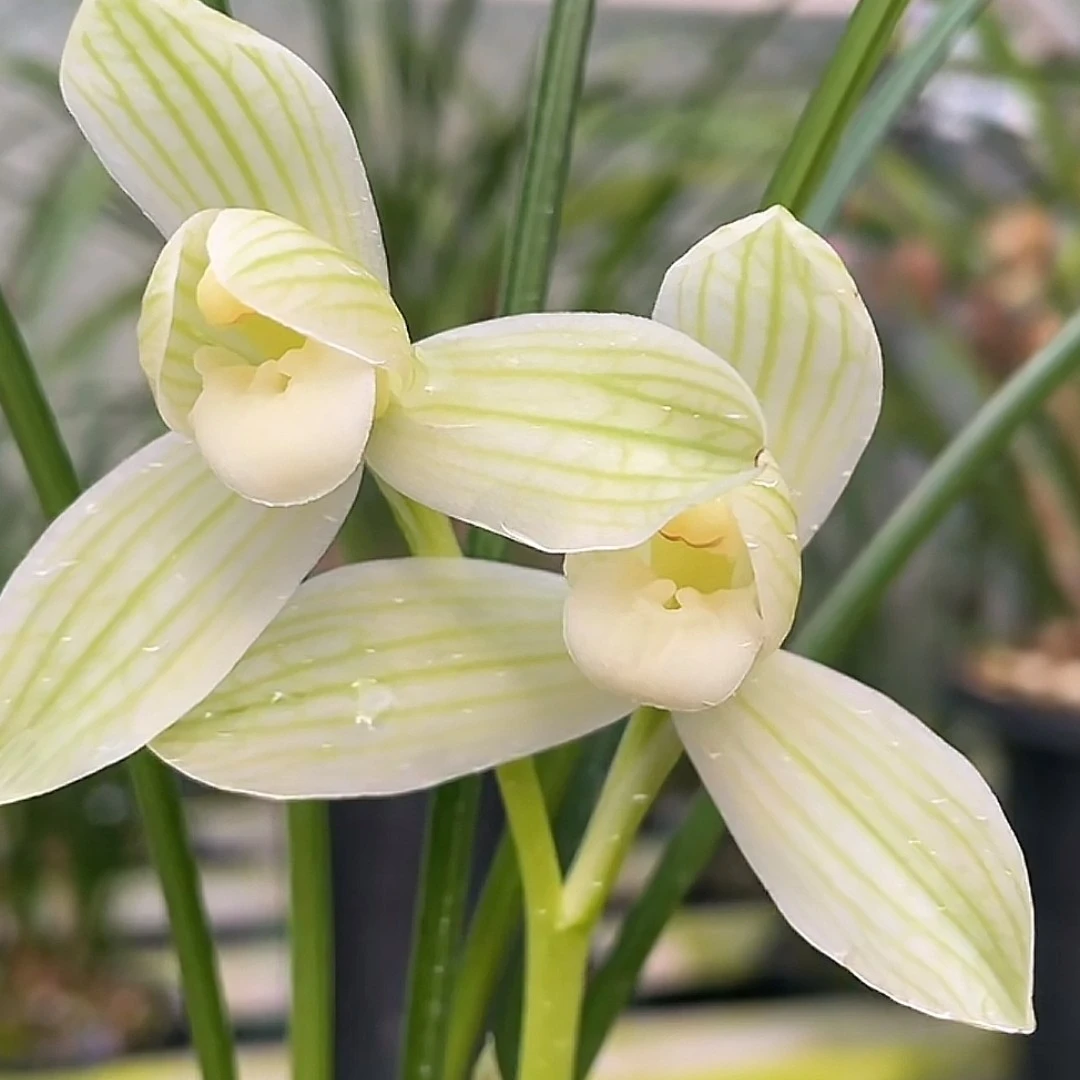 云南莲瓣兰自然养殖