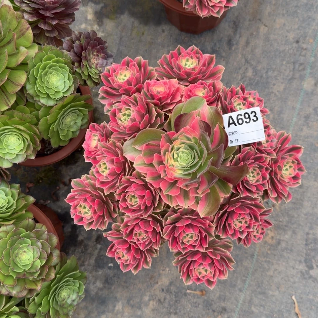 顺***上女妖多肉法师带盆发693