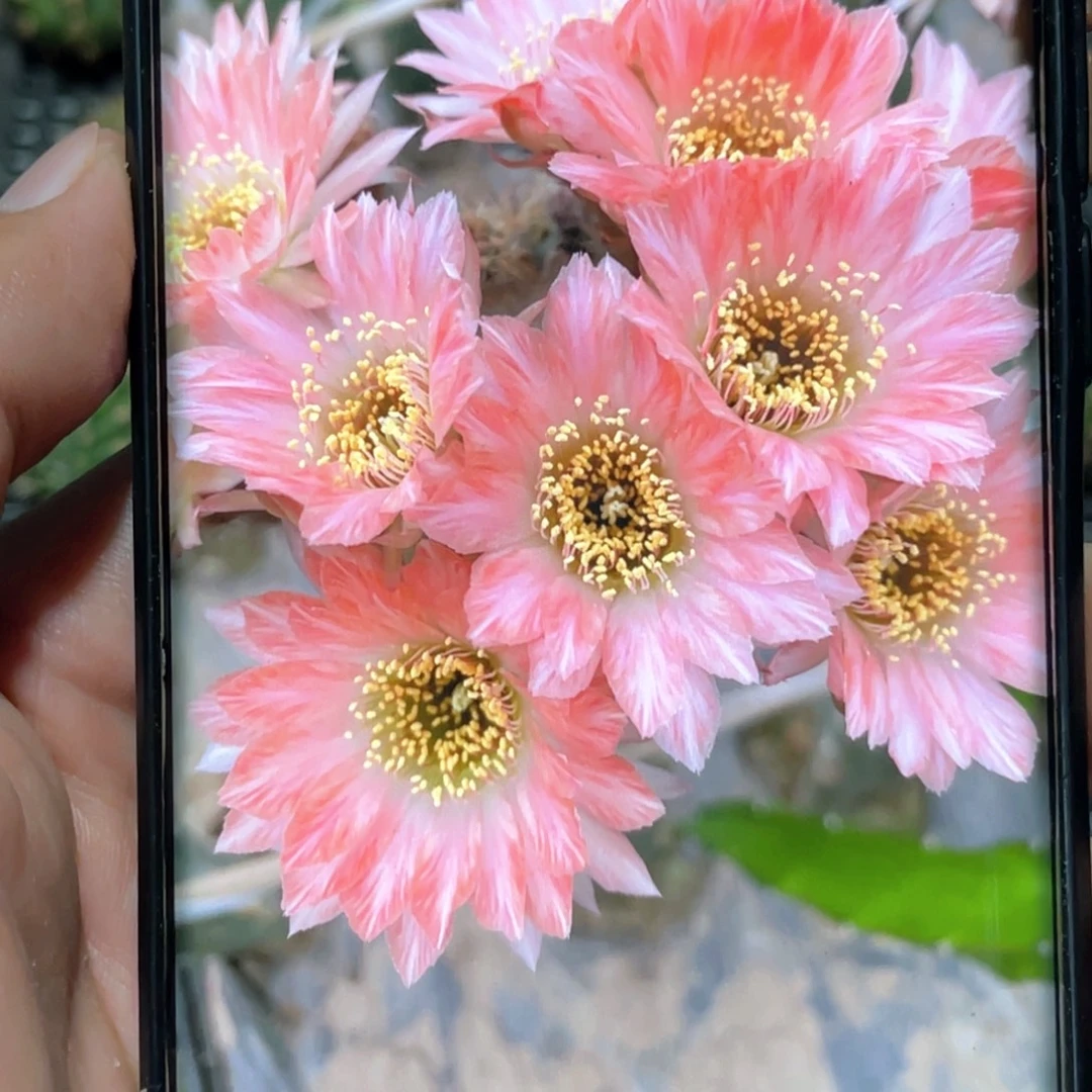 丽 雪精灵侧芽 歪 满20包邮3–4公分