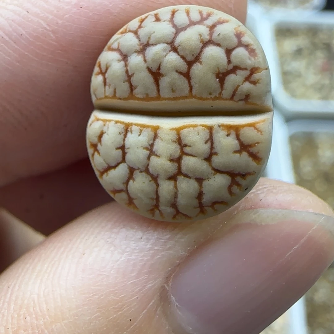 948荒生石花大棚直播