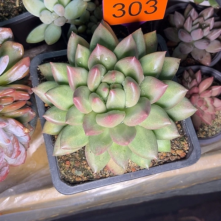 多肉植物米其林303