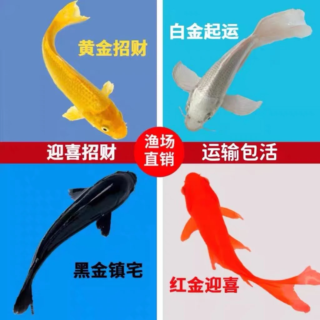 精品锦鲤活鱼观赏鱼纯种红白大正三色黑金黄金招财正宗淡水冷水鱼