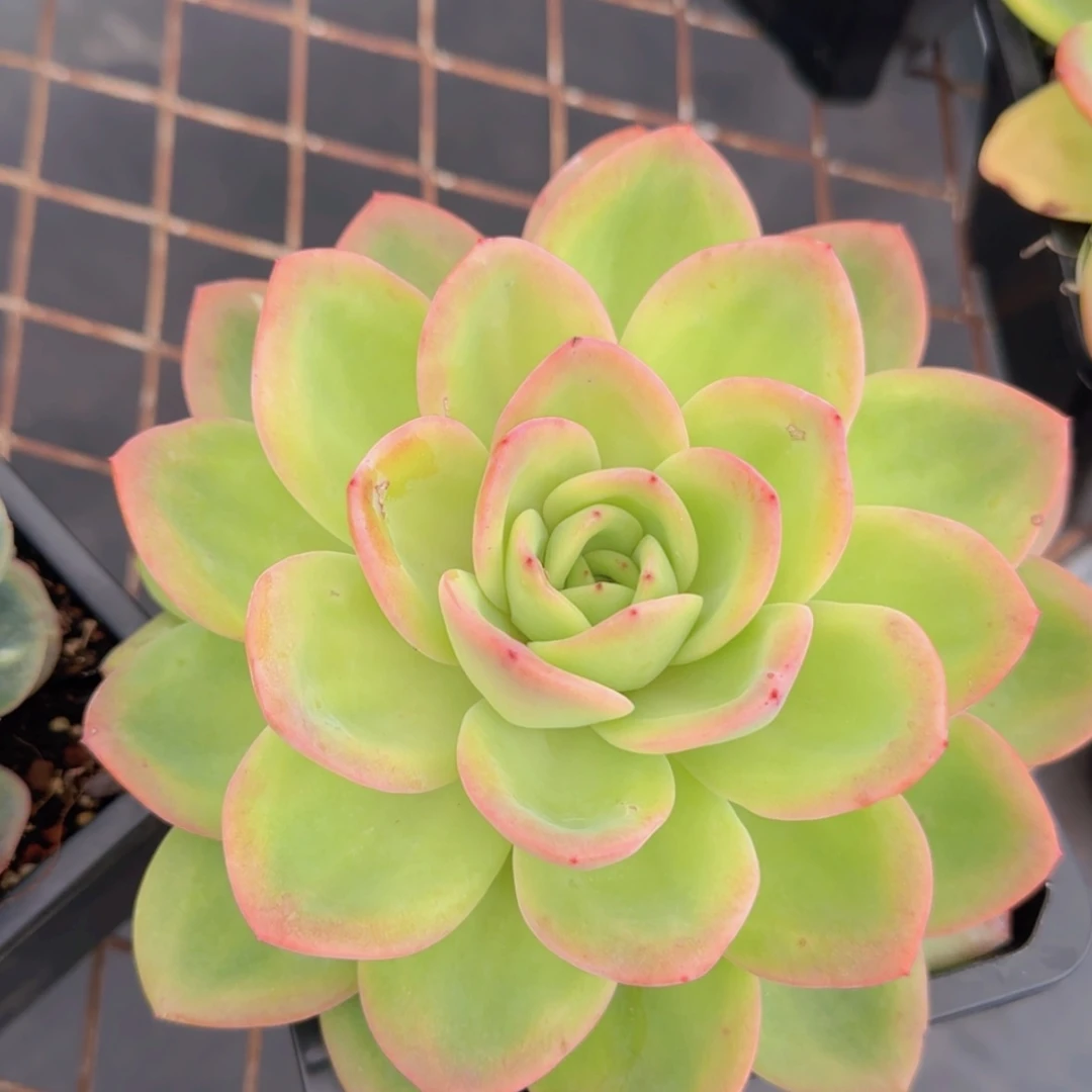 【闪购商品】柠檬茶49.9