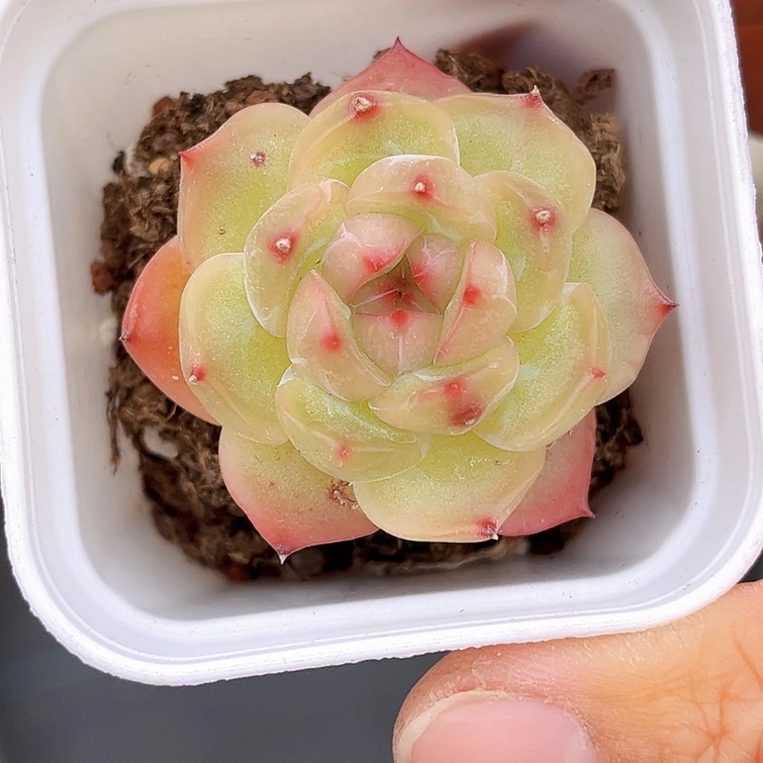 871新品珍妮  满18包邮