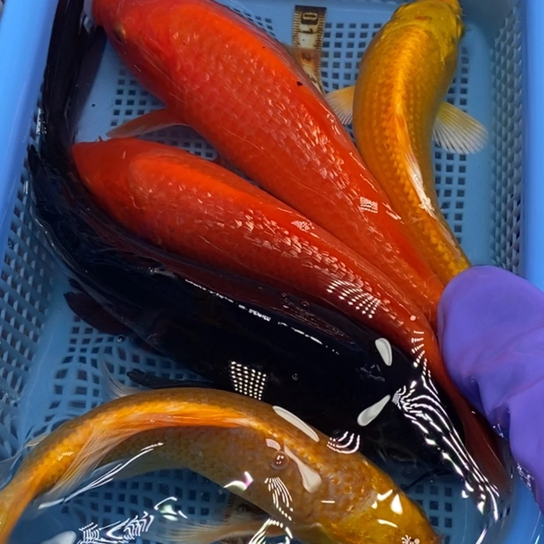 锦鲤冷水锦鲤包邮