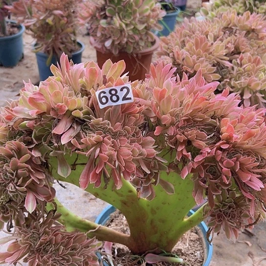 乐***师多肉植物一个法师