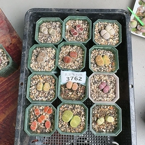 3762，彩套特价带盆土发货