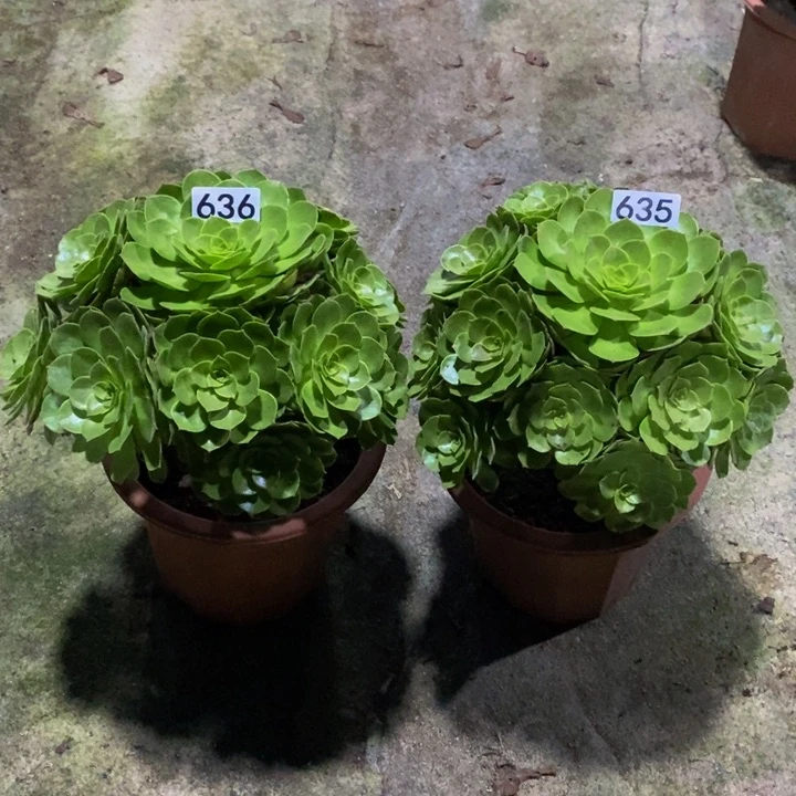 ?**猫万圣节多肉2颗635.636