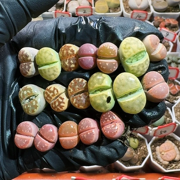 小*生石花等1111111。    329