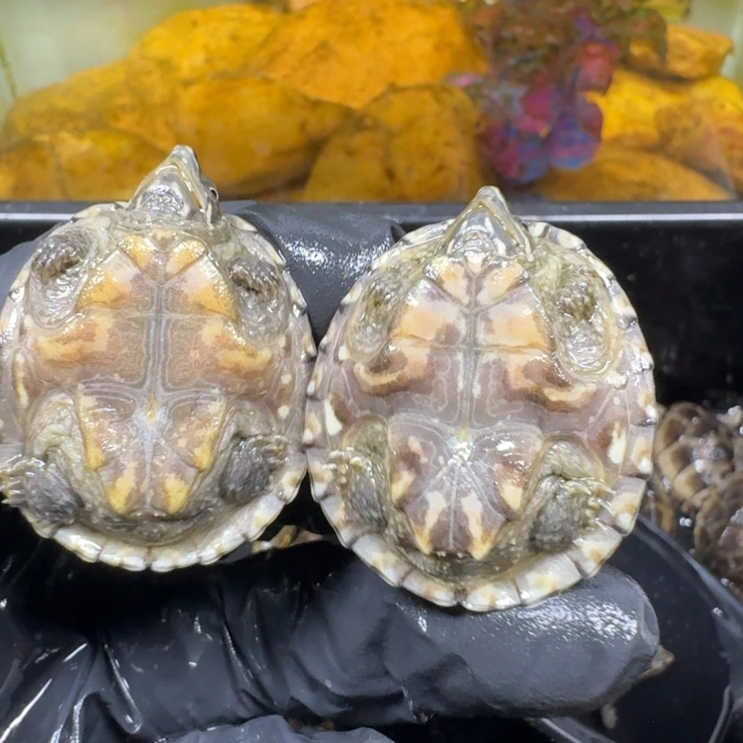 蛋龟不分公母麝香