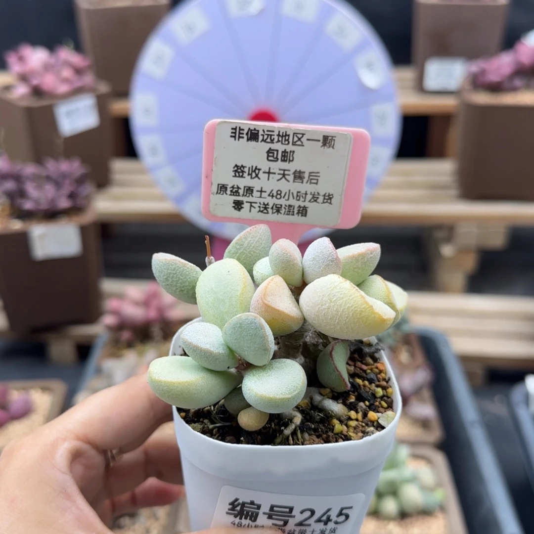 橘***水245白雪公主补差多肉植物