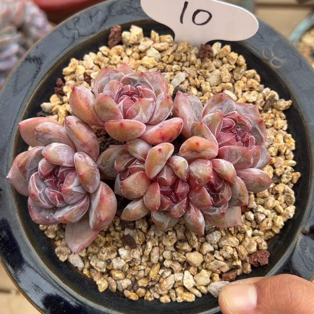 6头哈哈哈哈哈哈哈哈