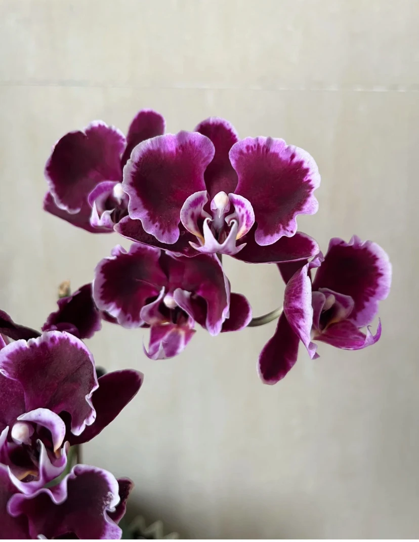 （拉丁舞裙）蝴蝶兰出梗苗发货3.5寸杯不拍保温冻坏不赔