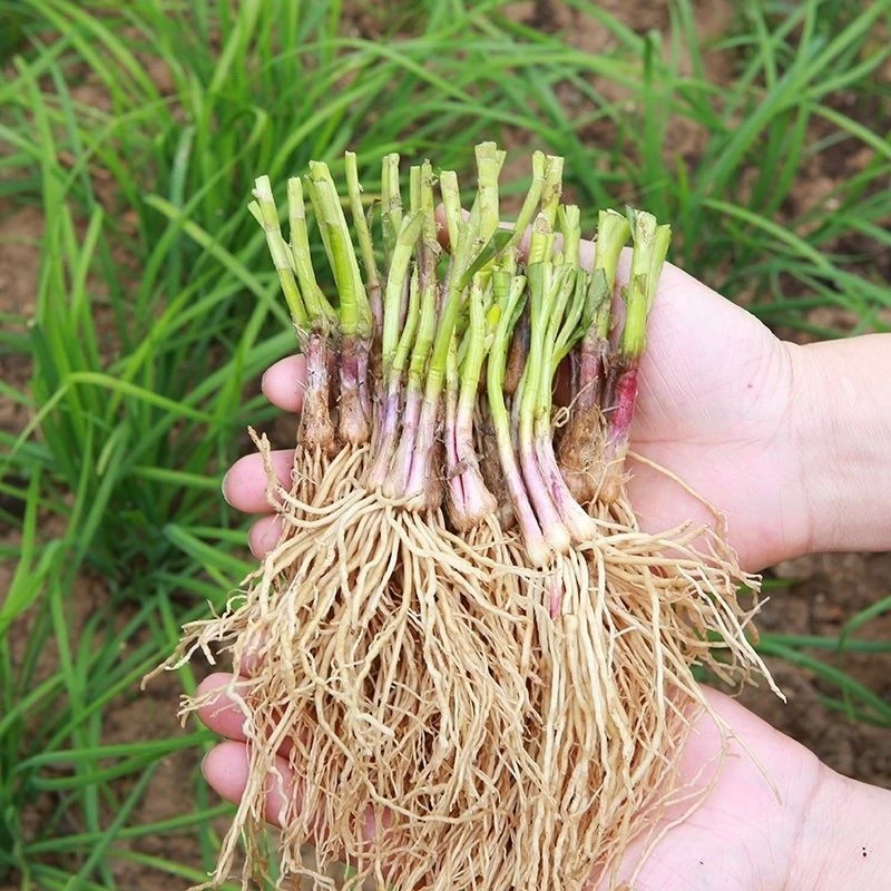 韭菜根宽叶韭菜苗室内阳台四季盆栽大叶韭菜根庭院