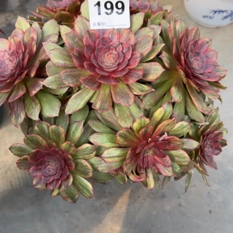 撞***.199红丝绒25厘米左右