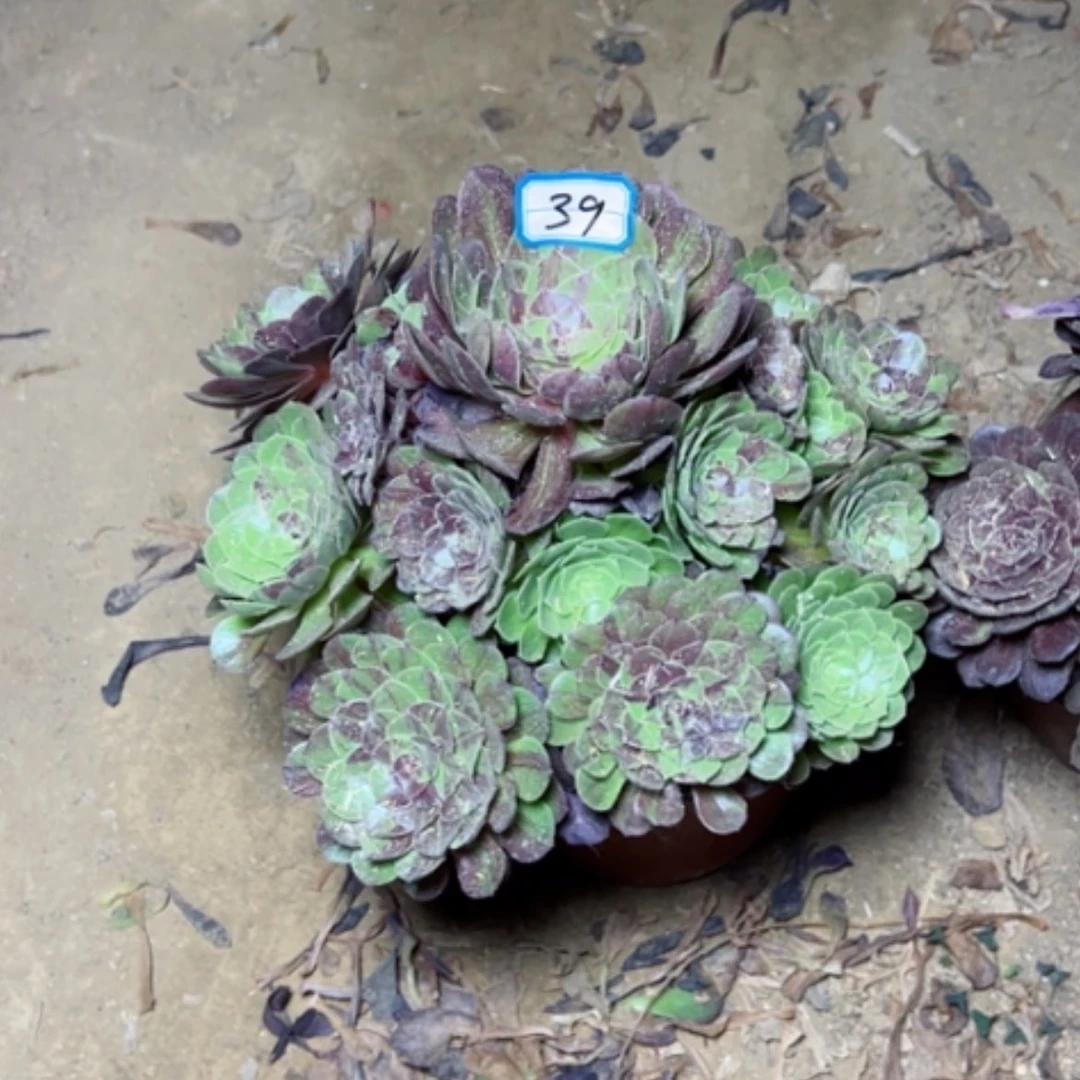 【闪购商品】多肉植物花月夜39