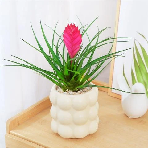 紫花凤梨铁兰盆栽室内桌摆好养绿植网红盆景观花植物阳台好种绿植