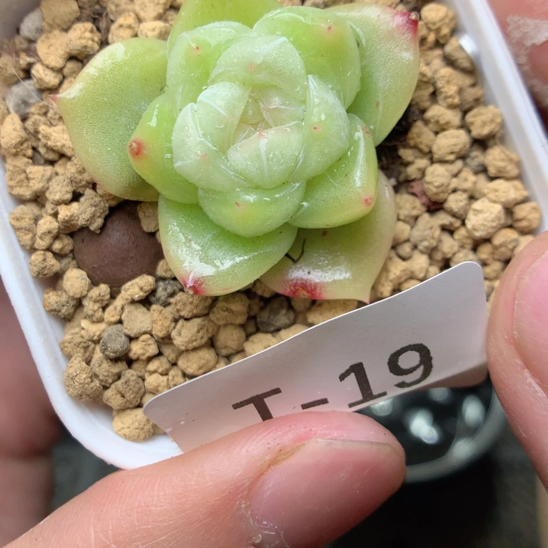 T19y y y y y y y y