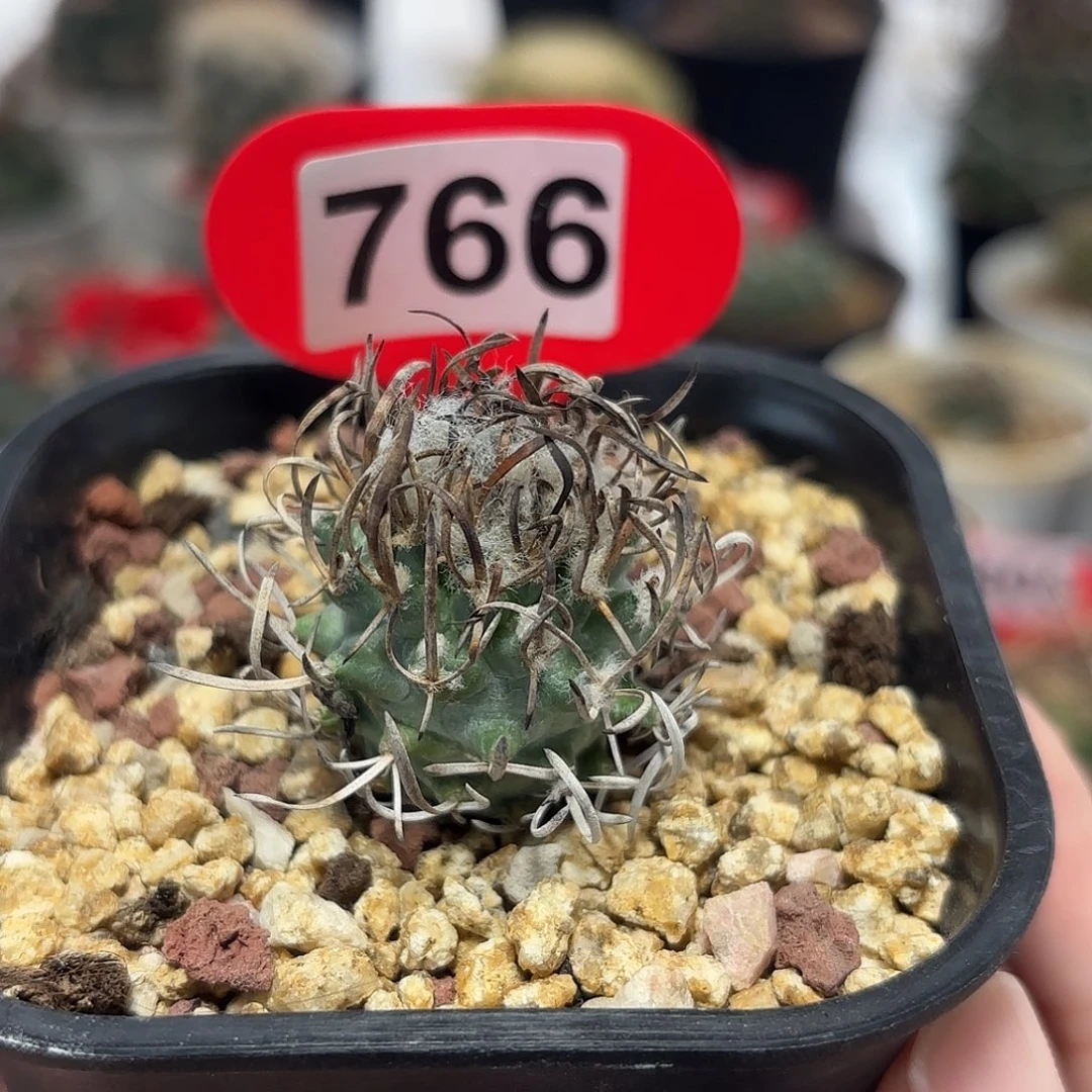 仙人球实生黄龙丸