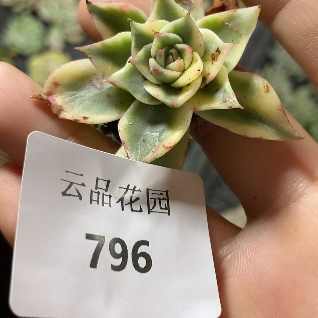 796斗牛士锦多肉植物哇啦塞