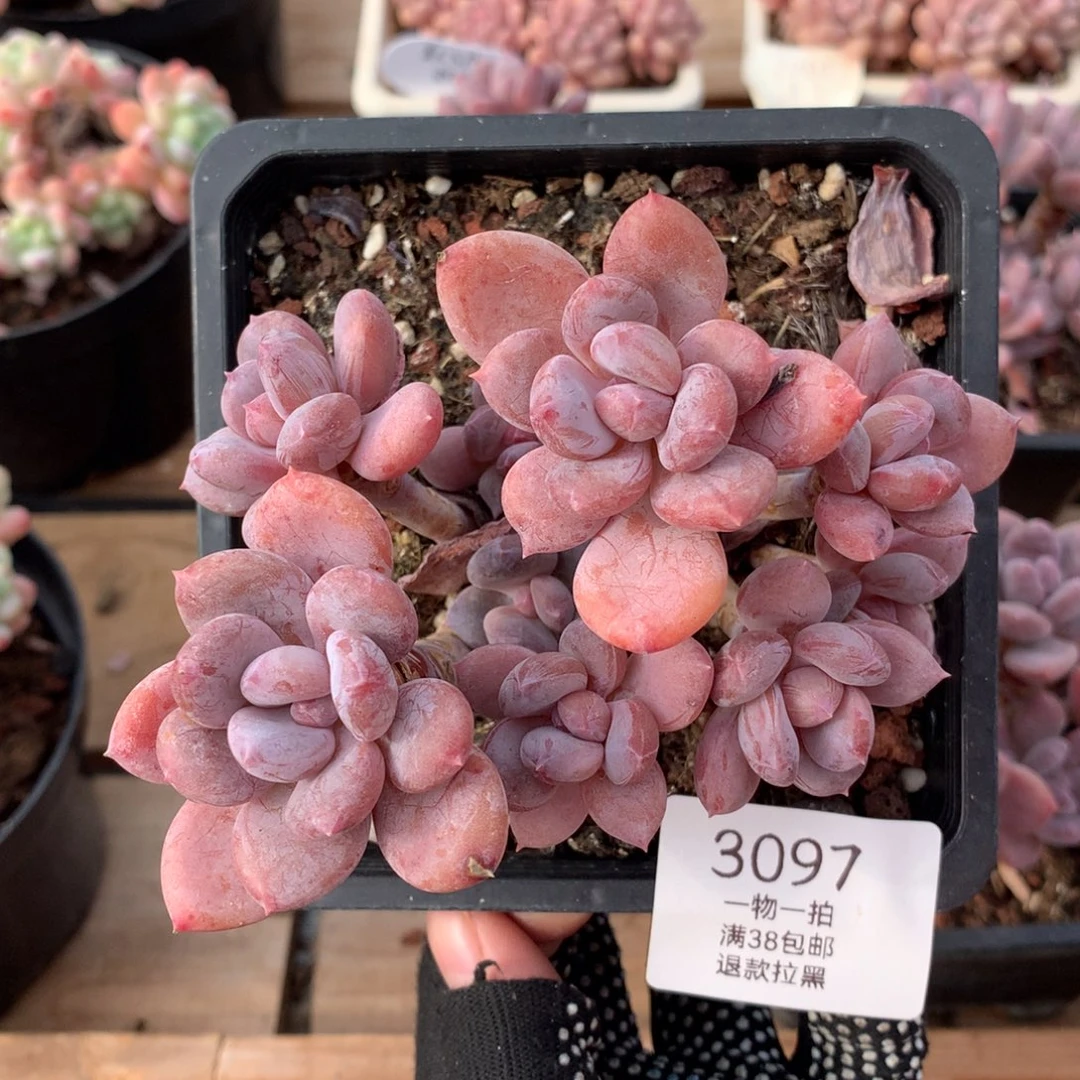 12厘米九头欧洲美人3097