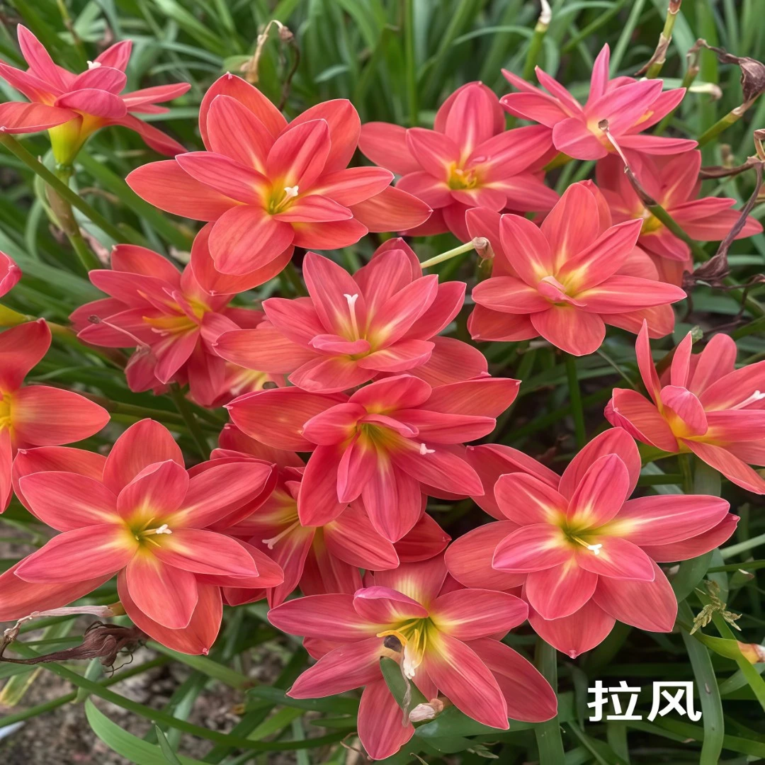 【不活包赔】重瓣风雨兰种球庭院阳台胖丽丽耐寒室内盆栽花卉韭葱兰