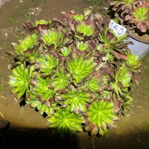 多肉植物法师150韶华