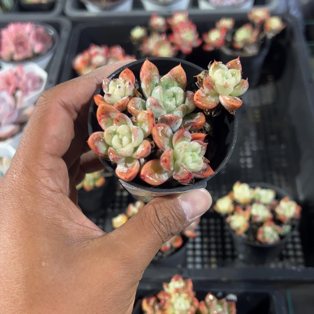 蓁***饼099号 百达翡翠五头群一物一拍